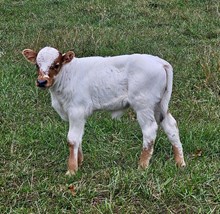 Bull calf